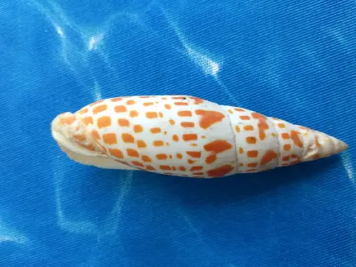 Concha do Mar Mitra 11