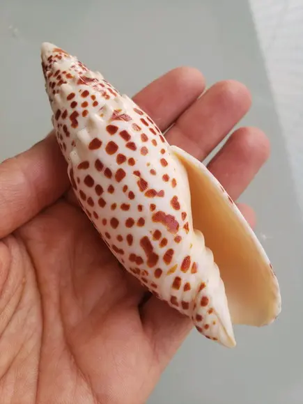 Concha do mar Mitra Papalis 07