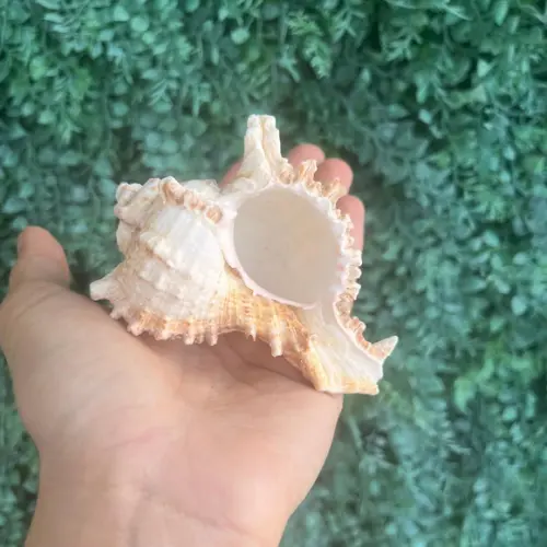 Concha do Mar Murex Cod 04