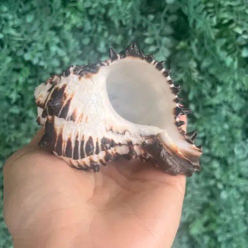 Concha do Mar Murex Black 01
