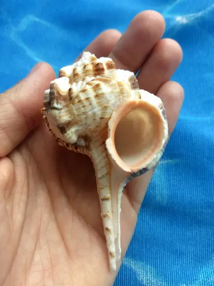 Concha do mar Murex Haustellum 15