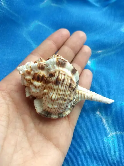 Concha do mar Murex Haustellum 15