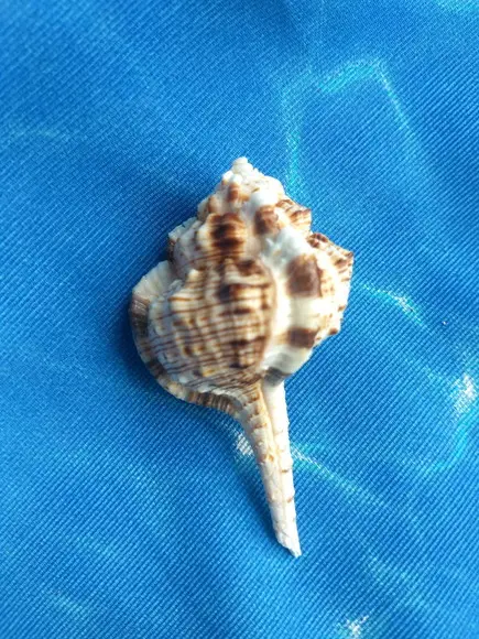 Concha do mar Murex Haustellum 15
