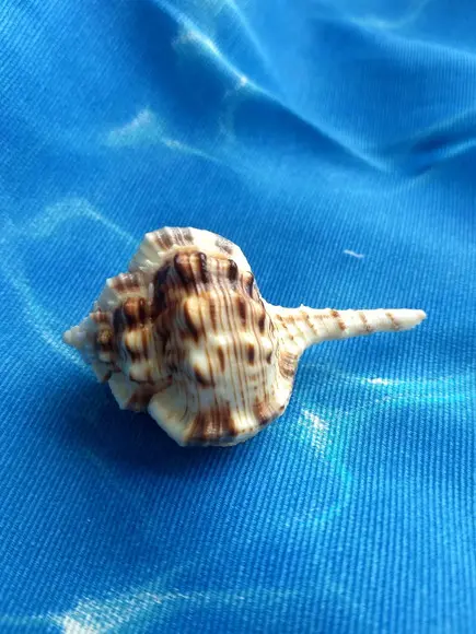 Concha do mar Murex Haustellum 17
