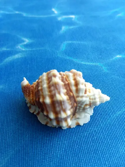 Concha do mar natural Distorsio Anus 33