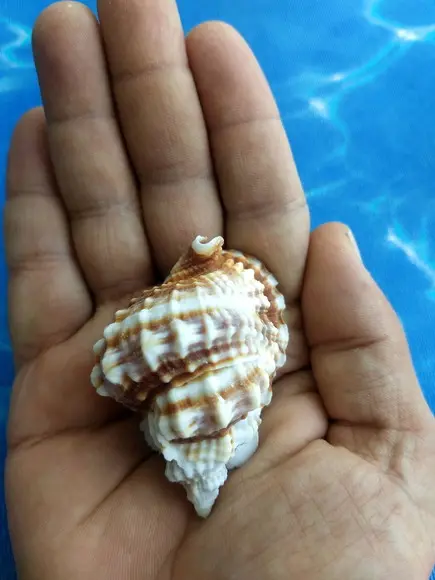 Concha do mar natural Distorsio Anus 33