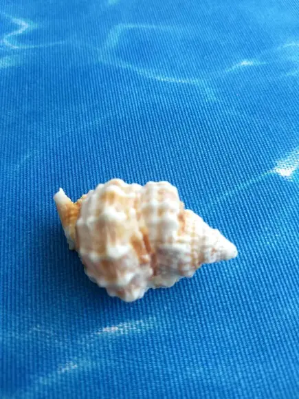 Concha do mar natural Distorsio Anus 34
