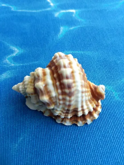 Concha do mar natural Distorsio Anus 33