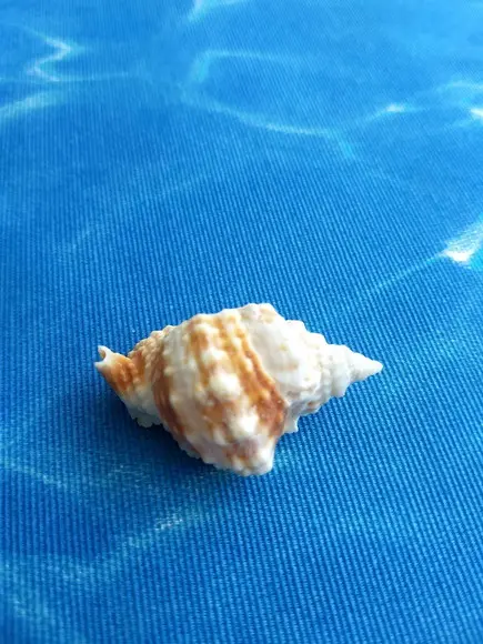 Concha do Mar Natural Distorsio Anus 35