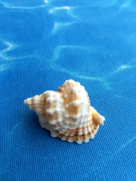 Concha do mar natural Distorsio Anus 34