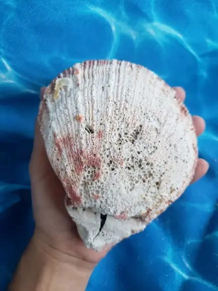 Concha do mar ostra G 30