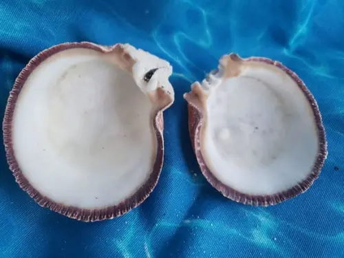 Concha do mar ostra G 30