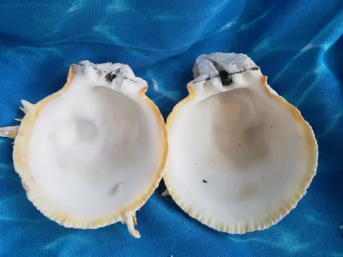 Concha do mar ostra GG 27