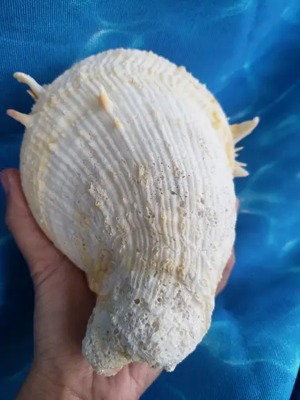 Concha do mar ostra GG 27