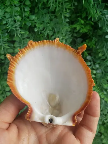 Concha do mar ostra 26