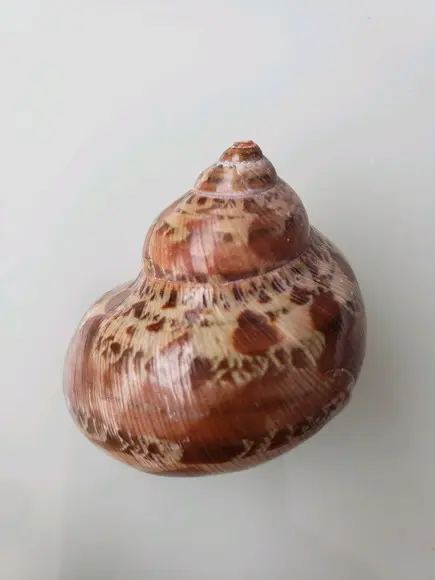 Concha do mar P 06 turbo