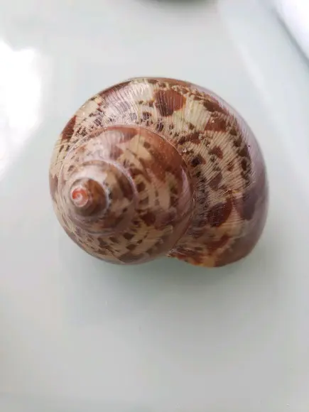 Concha do mar P 06 turbo