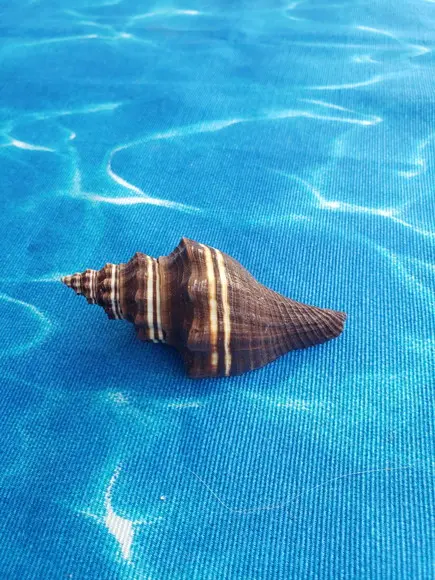 Concha do Mar Pugilina Morio Cod 45