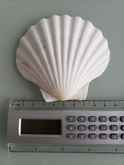 Concha do Mar shell