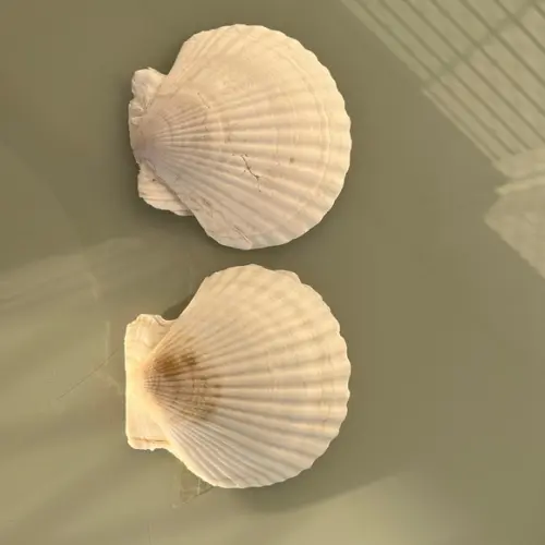 Concha do Mar Shell 2 Unidades Cod 01