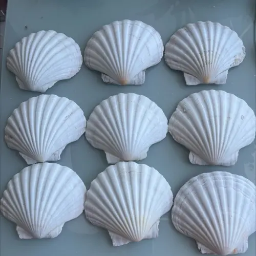 Concha do Mar Shell 2 Unidades