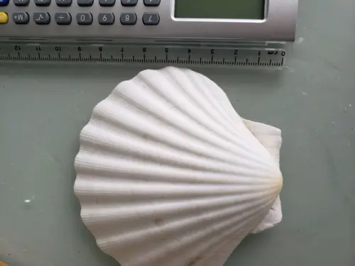 Concha do Mar shell