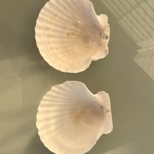 Concha do Mar Shell 2 Unidades Cod 01