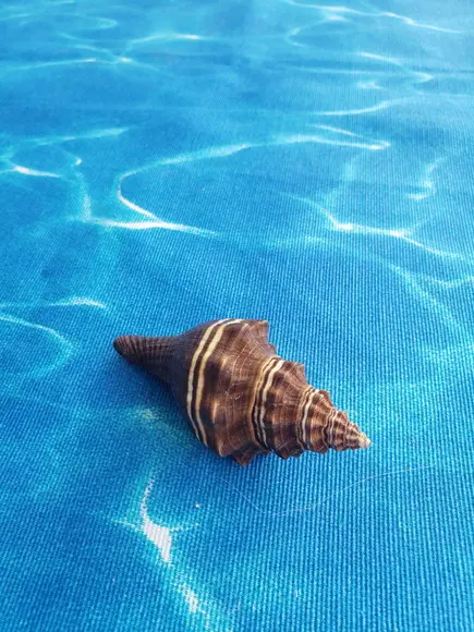 Concha do Mar Pugilina Morio Cod 45