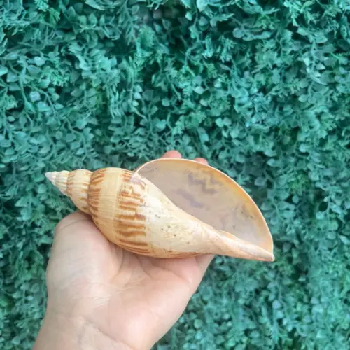 Concha do Mar Simulatrix Cod 2
