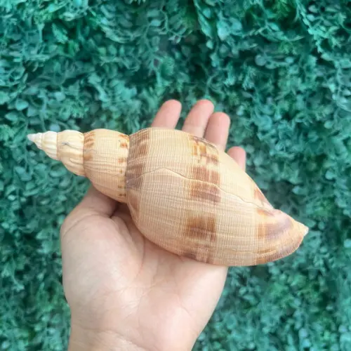 Concha do Mar Simulatrix Cod 3