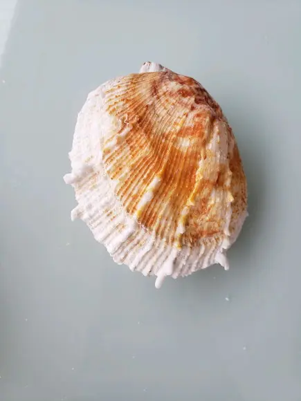 Concha do mar spondylus 16