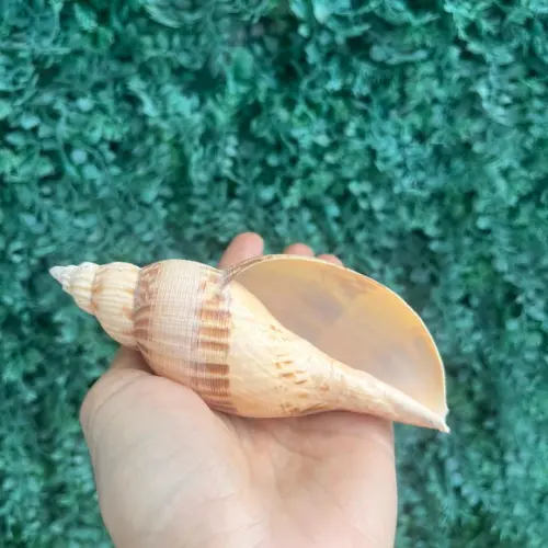 Concha do Mar Simulatrix Cod 8