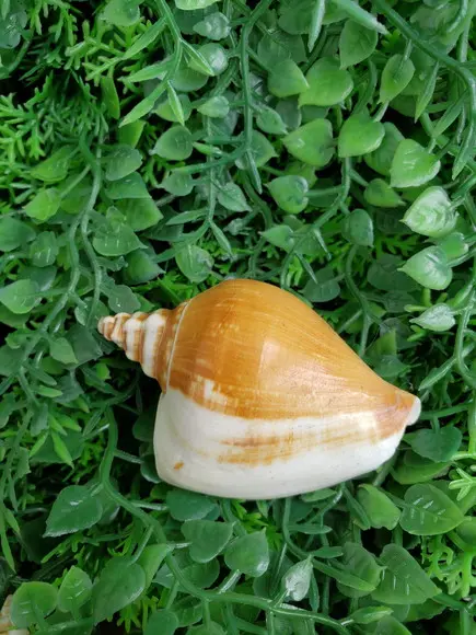 Concha do Mar Strombus 60