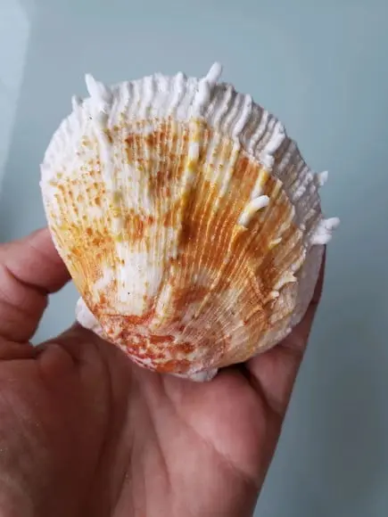 Concha do mar spondylus 16
