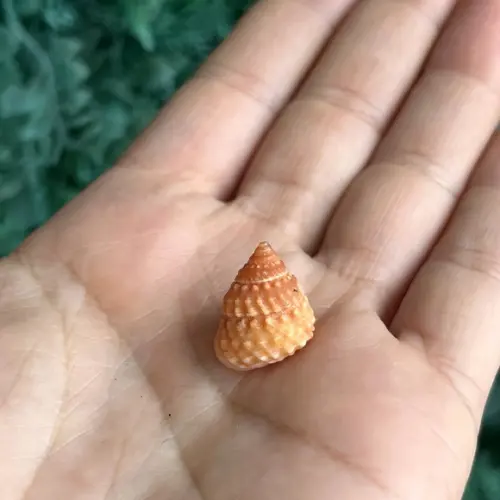 Concha do Mar Tectarius Spinulosus