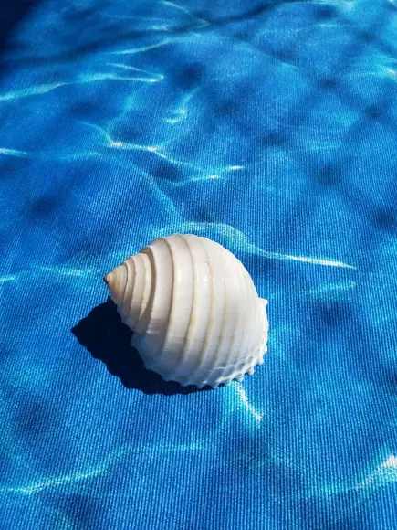 Concha do Mar Tona Cod 02