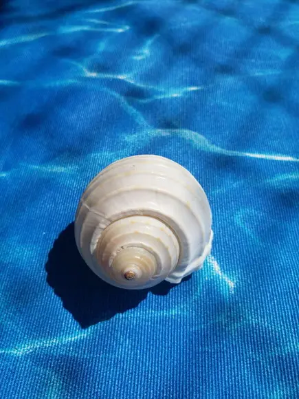 Concha do Mar Tona Cod 02