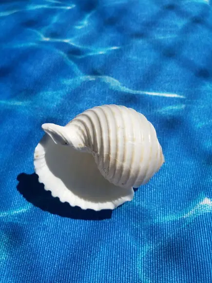 Concha do Mar Tona Cod 02