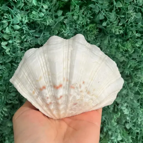 Concha do Mar Tridacna Cod 1