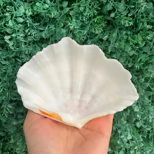 Concha do Mar Tridacna Cod 1