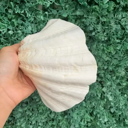 Concha do Mar Tridacna Cod 3