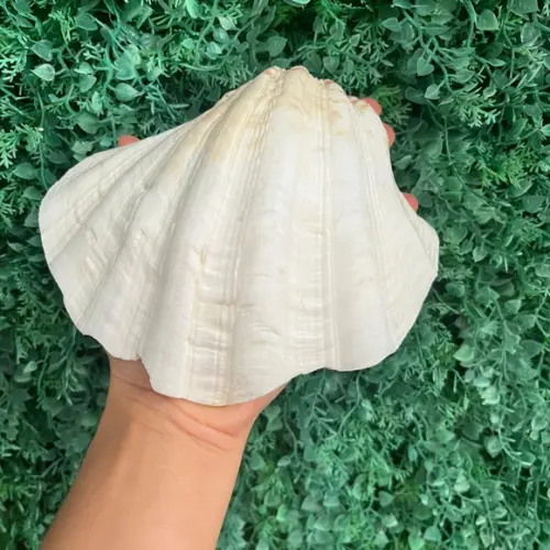 Concha do Mar Tridacna Cod 3