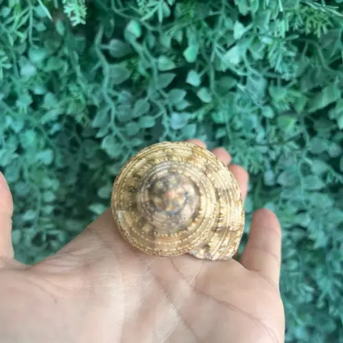 Concha do Mar Turbo 01