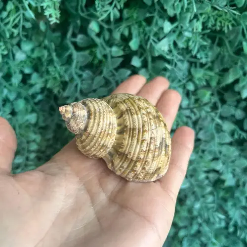 Concha do Mar Turbo 01