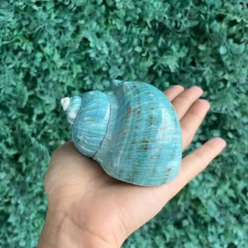 Concha do Mar Turbo 03