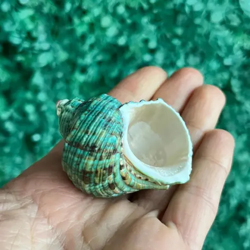 Concha do Mar Turbo 23