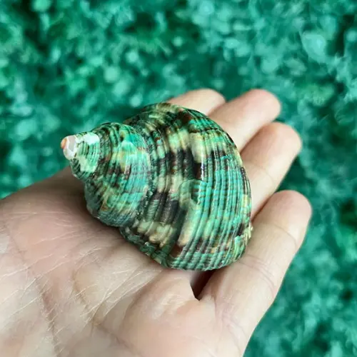 Concha do Mar Turbo 23