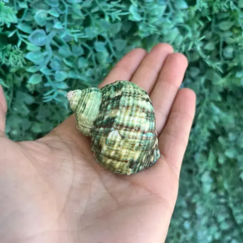 Concha do Mar Turbo 98