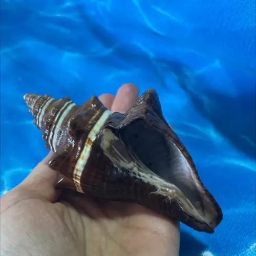 Concha do Mar Turbo 88