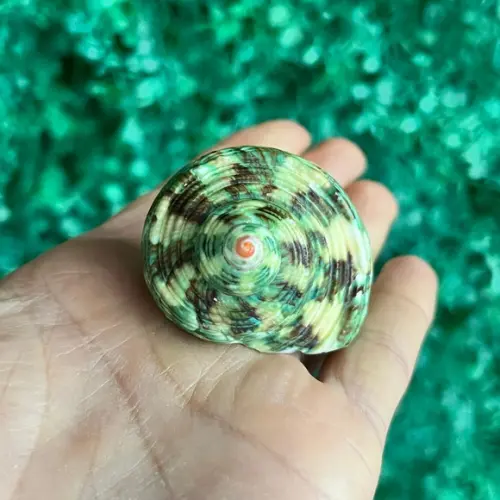 Concha do Mar Turbo 24
